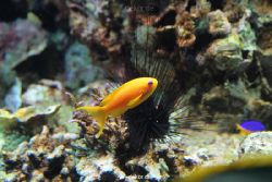 zoo-bochum-zoo-2015-03-28-235
