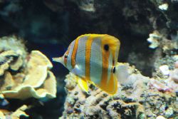 zoo-bochum-zoo-2015-03-28-236