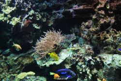 zoo-bochum-zoo-2015-03-28-238