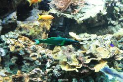 zoo-bochum-zoo-2015-03-28-242