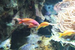 zoo-bochum-zoo-2015-03-28-244