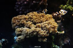 zoo-bochum-zoo-2015-03-28-246