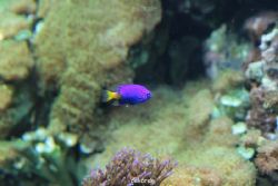 zoo-bochum-zoo-2015-03-28-248