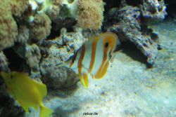 zoo-bochum-zoo-2015-03-28-249