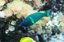 zoo-bochum-zoo-2015-03-28-255