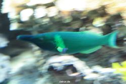 zoo-bochum-zoo-2015-03-28-256