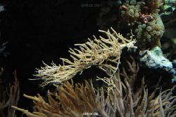zoo-bochum-zoo-2015-03-28-257