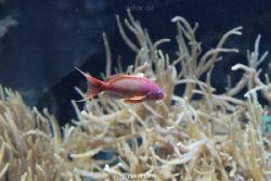 zoo-bochum-zoo-2015-03-28-260