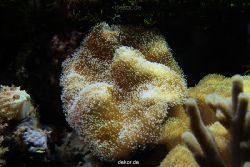 zoo-bochum-zoo-2015-03-28-261