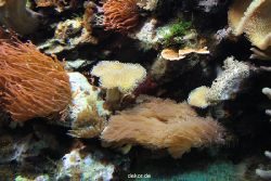 zoo-bochum-zoo-2015-03-28-262