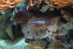 zoo-bochum-zoo-2015-03-28-264
