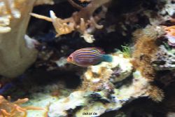 zoo-bochum-zoo-2015-03-28-265