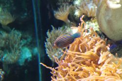 zoo-bochum-zoo-2015-03-28-266