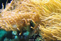 zoo-bochum-zoo-2015-03-28-268