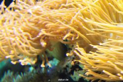 zoo-bochum-zoo-2015-03-28-271