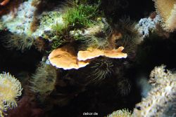 zoo-bochum-zoo-2015-03-28-274