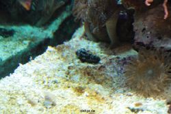 zoo-bochum-zoo-2015-03-28-275