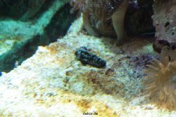 zoo-bochum-zoo-2015-03-28-276