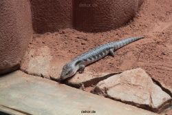 zoo-bochum-zoo-2015-03-28-277