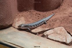 zoo-bochum-zoo-2015-03-28-278