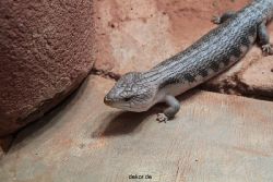 zoo-bochum-zoo-2015-03-28-279