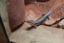 zoo-bochum-zoo-2015-03-28-280