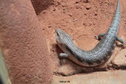 zoo-bochum-zoo-2015-03-28-281