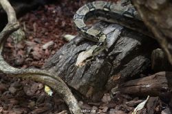 zoo-bochum-zoo-2015-03-28-284