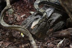 zoo-bochum-zoo-2015-03-28-285