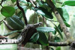 zoo-bochum-zoo-2015-03-28-287