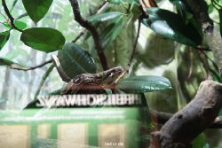 zoo-bochum-zoo-2015-03-28-288