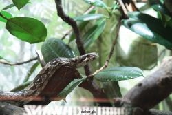 zoo-bochum-zoo-2015-03-28-291