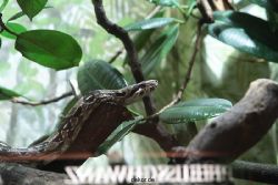 zoo-bochum-zoo-2015-03-28-292