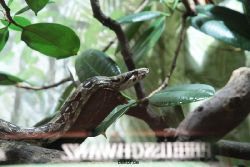 zoo-bochum-zoo-2015-03-28-293