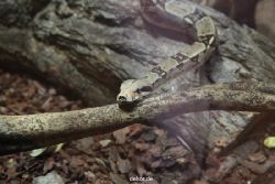 zoo-bochum-zoo-2015-03-28-295