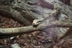 zoo-bochum-zoo-2015-03-28-296