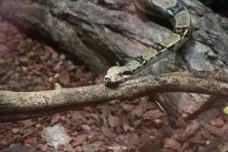 zoo-bochum-zoo-2015-03-28-297