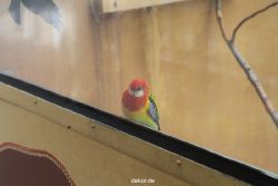 zoo-bochum-zoo-2015-03-28-298