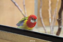 zoo-bochum-zoo-2015-03-28-300