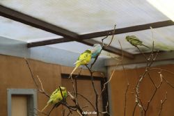 zoo-bochum-zoo-2015-03-28-301
