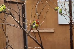 zoo-bochum-zoo-2015-03-28-302