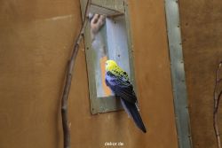 zoo-bochum-zoo-2015-03-28-304
