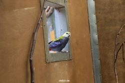 zoo-bochum-zoo-2015-03-28-305