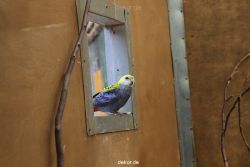zoo-bochum-zoo-2015-03-28-306