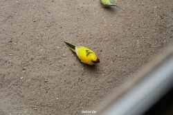 zoo-bochum-zoo-2015-03-28-307