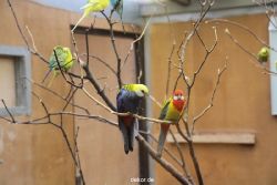 zoo-bochum-zoo-2015-03-28-308