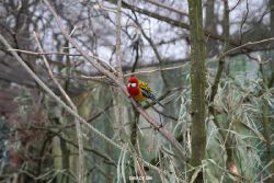 zoo-bochum-zoo-2015-03-28-309