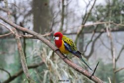 zoo-bochum-zoo-2015-03-28-310