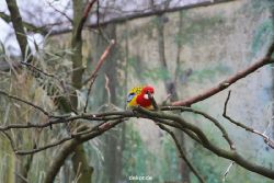zoo-bochum-zoo-2015-03-28-311