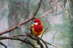 zoo-bochum-zoo-2015-03-28-315